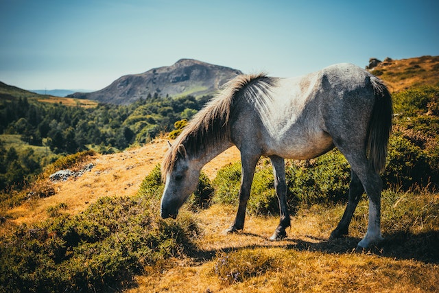 horse grazing in a field on a hillside